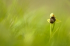 fotografie/closeup/Italy_Ophrys_bombiliflora_t.jpg