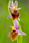 fotografie/closeup/Italy_Ophrys_holosericea_t.jpg