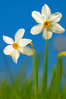 fotografie/closeup/Italy_daffodils_t.jpg